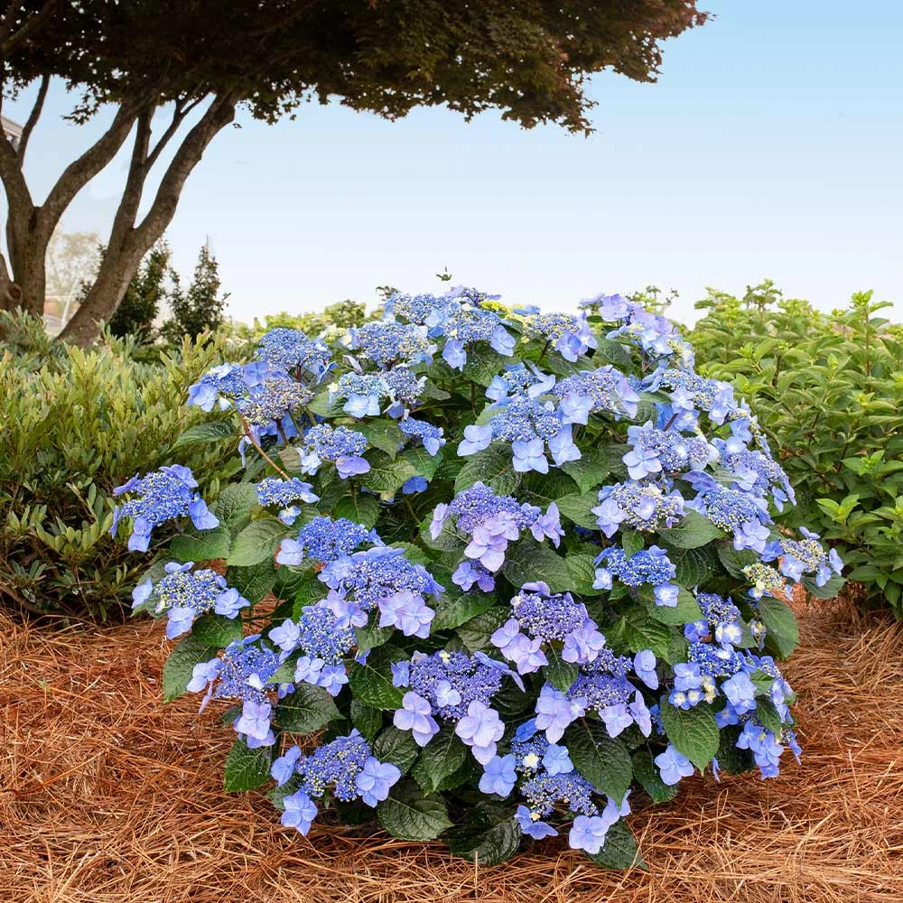 Brighter Blooms Shrubs & Hedges Endless Summer® Pop Star™ Hydrangea 2 Brighter Blooms Shrubs & Hedges Endless Summer® Pop Star™ Hydrangea