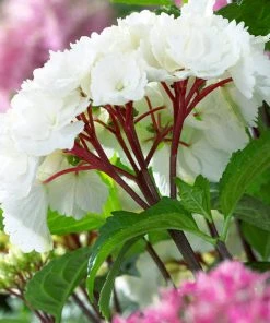 Brighter Blooms Onyx⢠Zebra Hydrangea Shrubs & Hedges