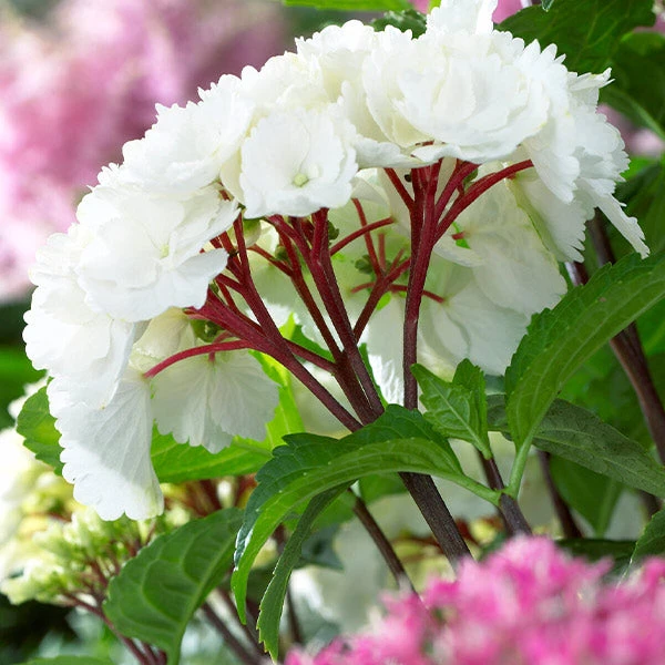 Brighter Blooms Onyx™ Zebra Hydrangea Shrubs & Hedges 1 Brighter Blooms Onyx™ Zebra Hydrangea Shrubs & Hedges