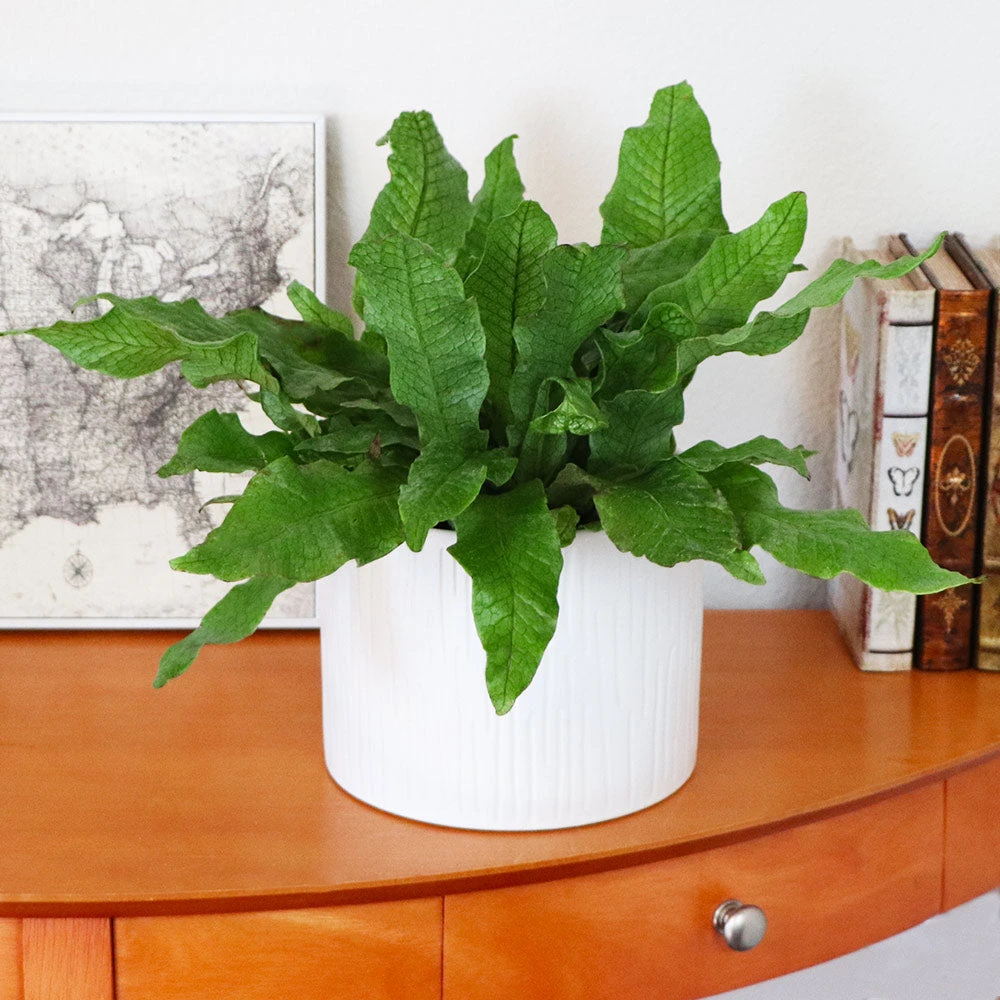 Brighter Blooms Crocodile Fern Ferns 2 Brighter Blooms Crocodile Fern Ferns