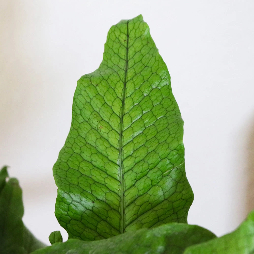 Brighter Blooms Crocodile Fern Ferns 3 Brighter Blooms Crocodile Fern Ferns