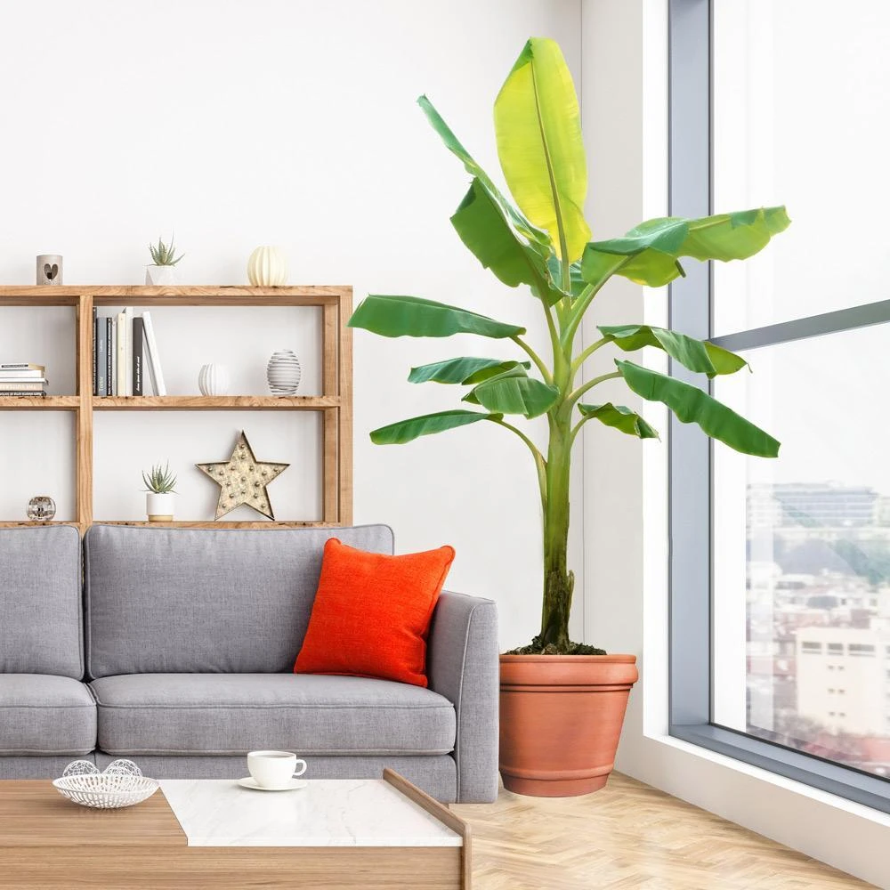 Brighter Blooms Ice Cream Banana Tree 5 Brighter Blooms Ice Cream Banana Tree