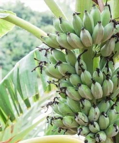 Brighter Blooms Ice Cream Banana Tree 9 Brighter Blooms Ice Cream Banana Tree