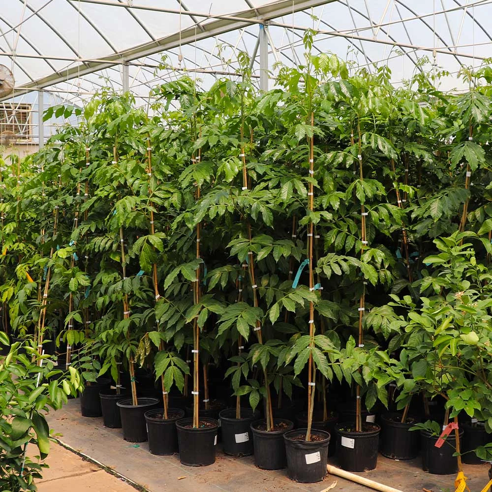 Brighter Blooms Ice Cream Bean Tree 5 Brighter Blooms Ice Cream Bean Tree