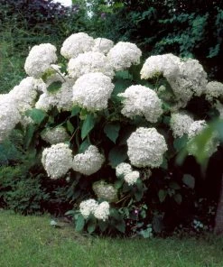 Brighter Blooms Incrediball® Hydrangea Shrub 7 Brighter Blooms Incrediball® Hydrangea Shrub