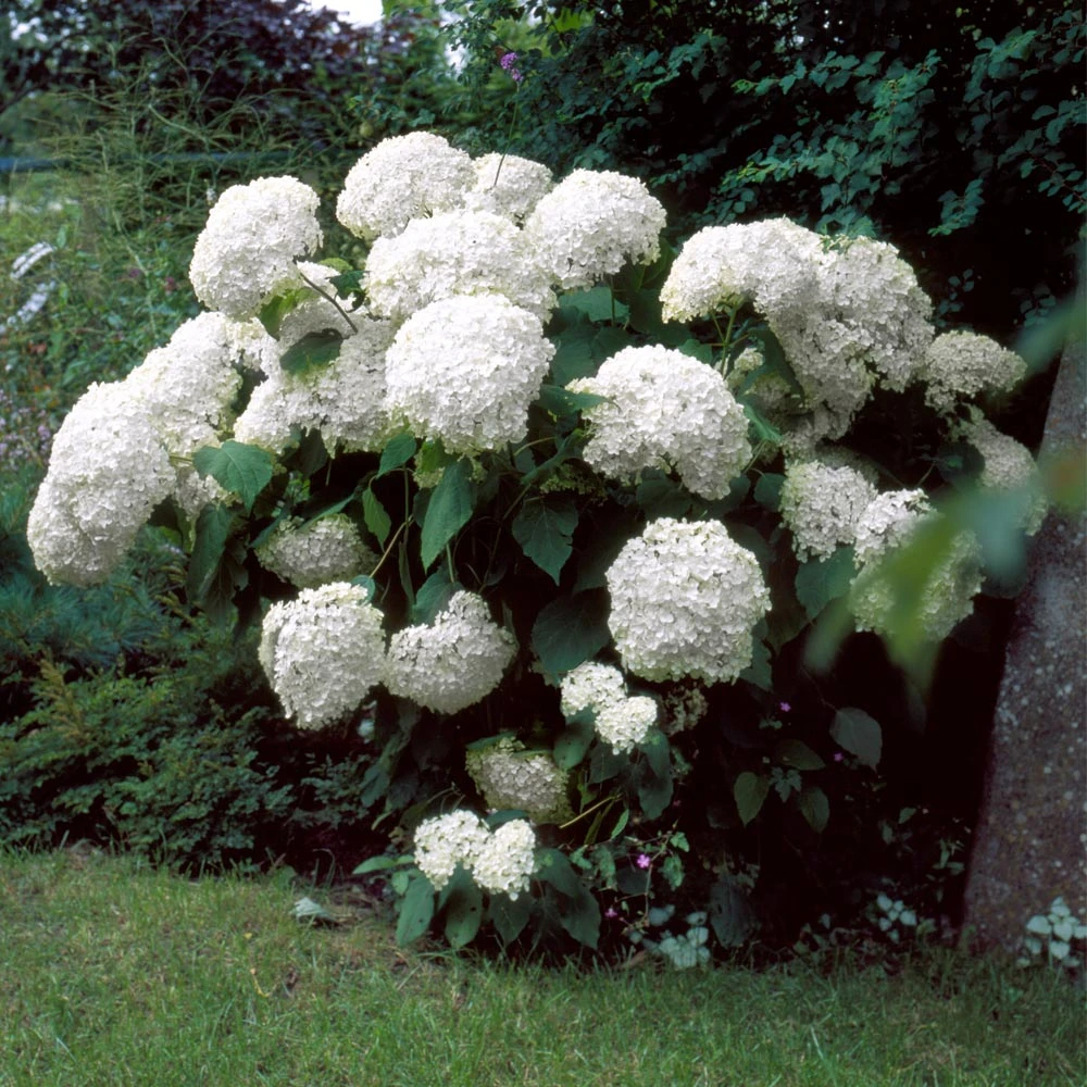 Brighter Blooms Incrediball® Hydrangea Shrub 3 Brighter Blooms Incrediball® Hydrangea Shrub