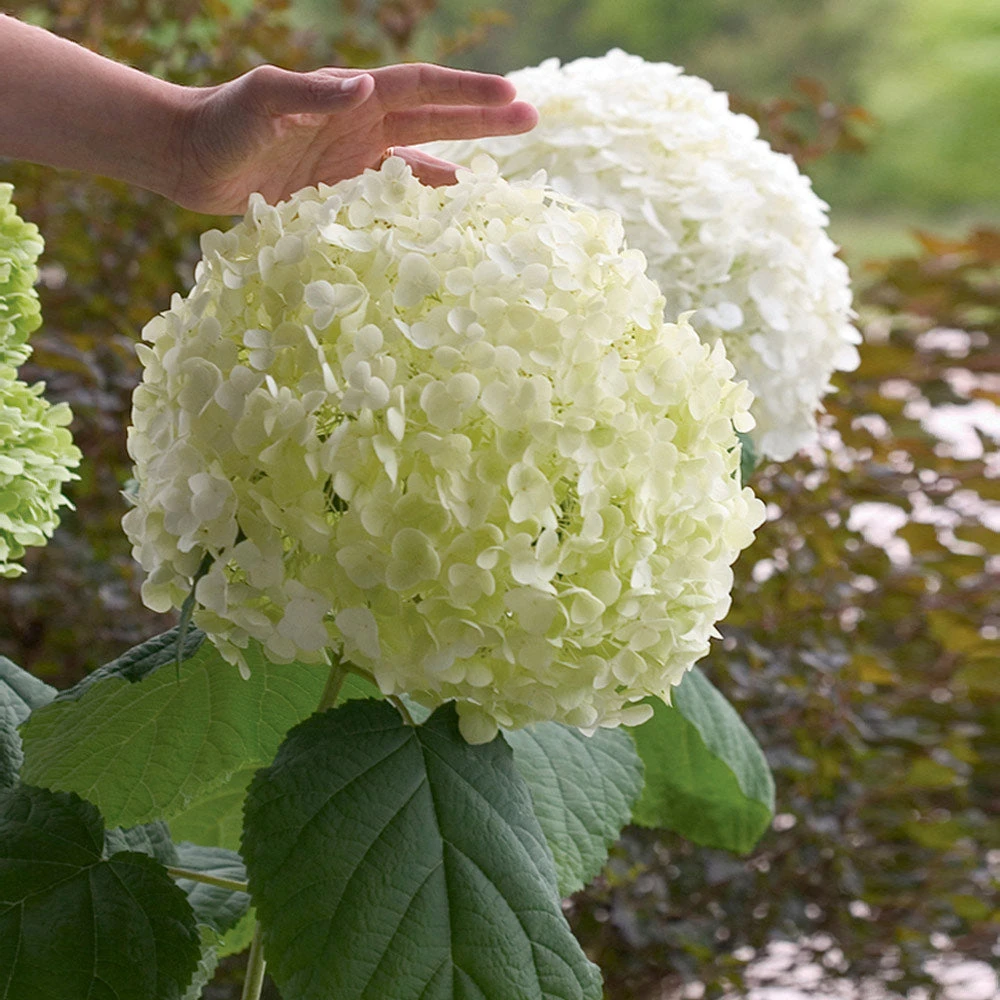 Brighter Blooms Incrediball® Hydrangea Shrub 2 Brighter Blooms Incrediball® Hydrangea Shrub
