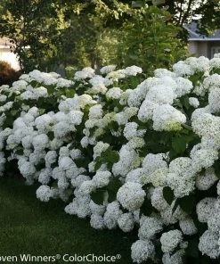 Brighter Blooms Incrediball® Hydrangea Shrub 8 Brighter Blooms Incrediball® Hydrangea Shrub