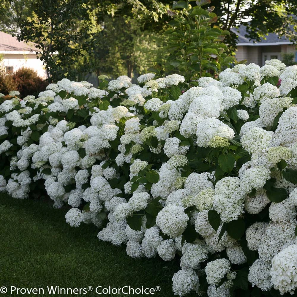 Brighter Blooms Incrediball® Hydrangea Shrub 4 Brighter Blooms Incrediball® Hydrangea Shrub