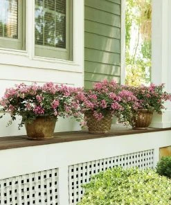 Brighter Blooms Infinitini® Brite Pink Dwarf Crape Myrtle Tree Crape Myrtles