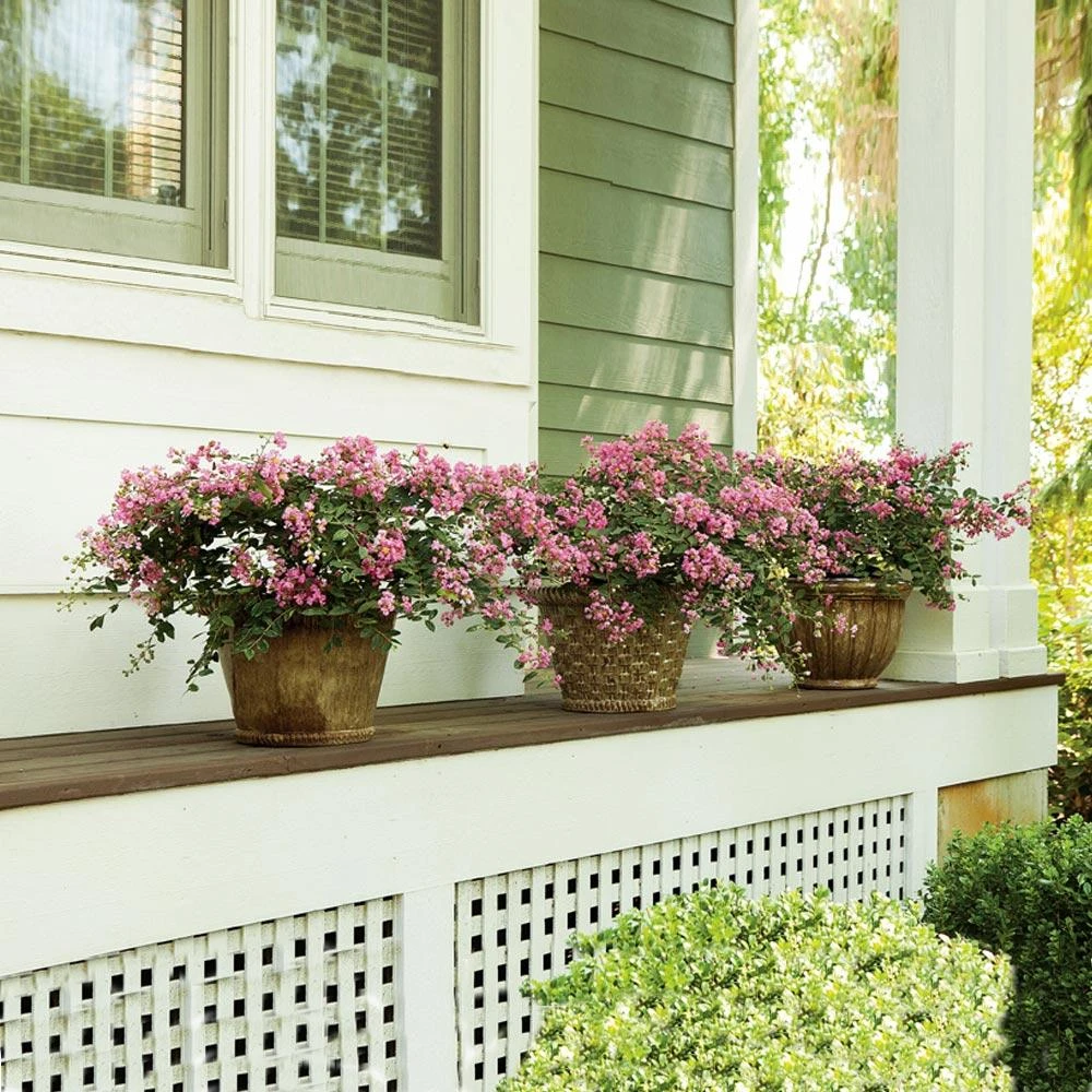 Brighter Blooms Infinitini® Brite Pink Dwarf Crape Myrtle Tree Crape Myrtles 2 Brighter Blooms Infinitini® Brite Pink Dwarf Crape Myrtle Tree Crape Myrtles