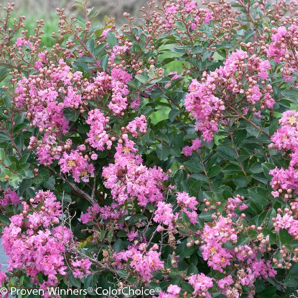 Brighter Blooms Infinitini® Brite Pink Dwarf Crape Myrtle Tree Crape Myrtles 3 Brighter Blooms Infinitini® Brite Pink Dwarf Crape Myrtle Tree Crape Myrtles