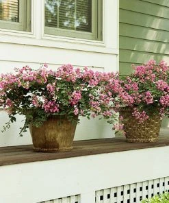 Brighter Blooms InfinitiniĀ® Brite Pink Dwarf Crape Myrtle Tree Crape Myrtles