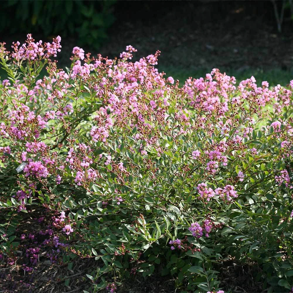 Brighter Blooms Infinitini® Orchid Dwarf Crape Myrtle Tree 2 Brighter Blooms Infinitini® Orchid Dwarf Crape Myrtle Tree