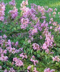 Brighter Blooms Infinitini® Orchid Dwarf Crape Myrtle Tree 7 Brighter Blooms Infinitini® Orchid Dwarf Crape Myrtle Tree