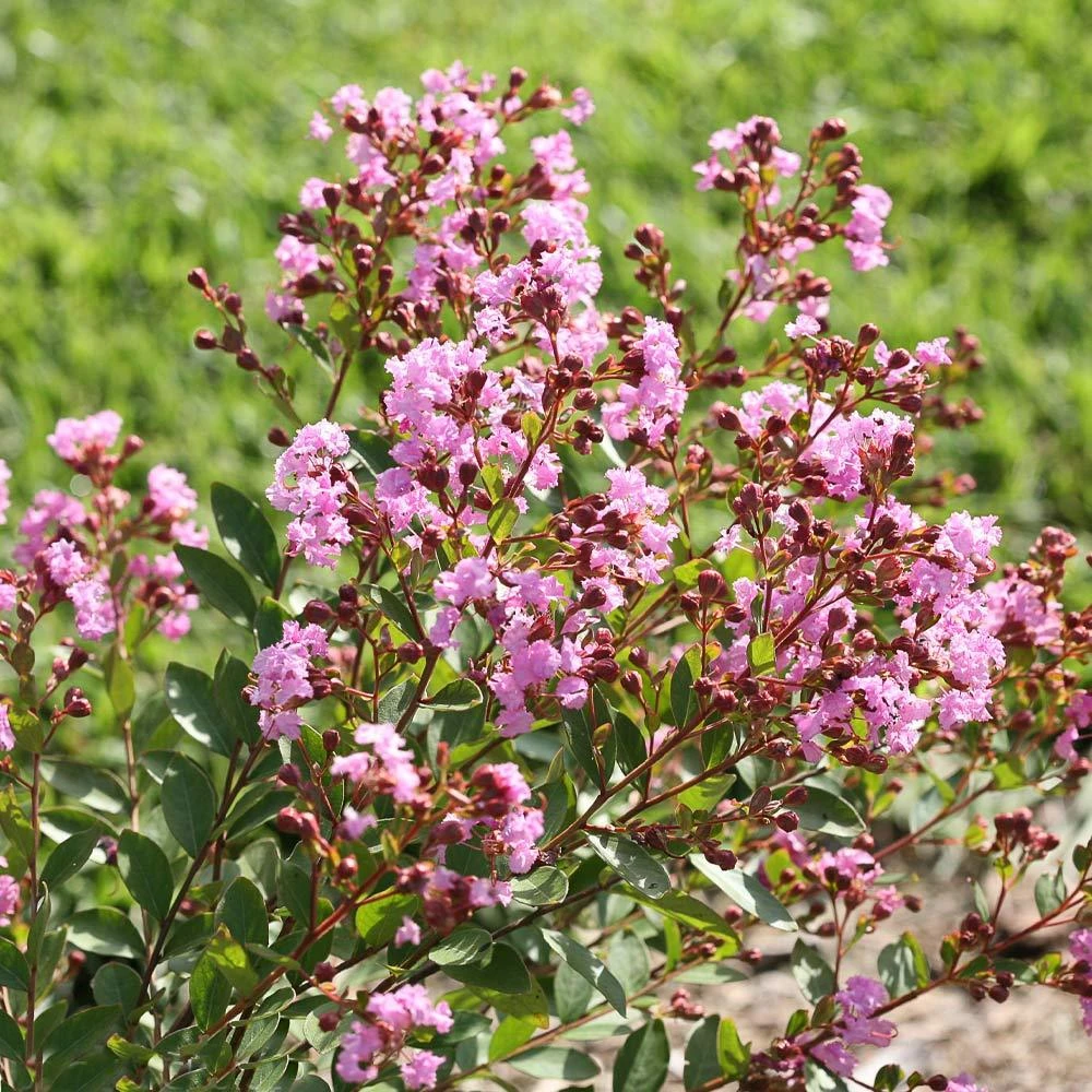Brighter Blooms Infinitini® Orchid Dwarf Crape Myrtle Tree 4 Brighter Blooms Infinitini® Orchid Dwarf Crape Myrtle Tree