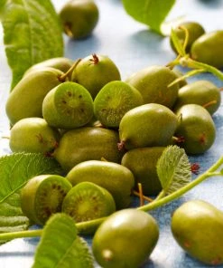 Brighter Blooms Fruit Trees Cold Hardy Kiwi (Issai Arctic Kiwi) Plant