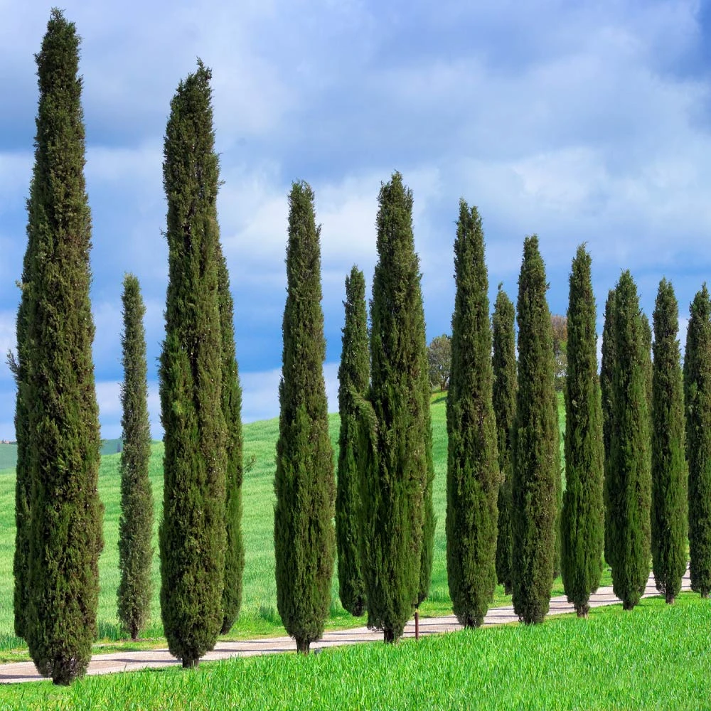Brighter Blooms Italian Cypress Tree Evergreen & Privacy 5 Brighter Blooms Italian Cypress Tree Evergreen & Privacy