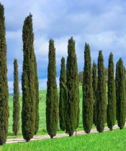 Brighter Blooms Italian Cypress Tree New Trees 10 Brighter Blooms Italian Cypress Tree New Trees