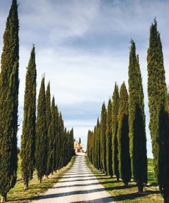 Brighter Blooms Italian Cypress Tree Evergreen & Privacy 11 Brighter Blooms Italian Cypress Tree Evergreen & Privacy