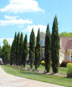 Brighter Blooms Italian Cypress Tree Evergreen & Privacy 9 Brighter Blooms Italian Cypress Tree Evergreen & Privacy