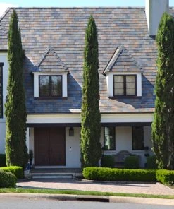 Brighter Blooms Italian Cypress Tree Evergreen & Privacy