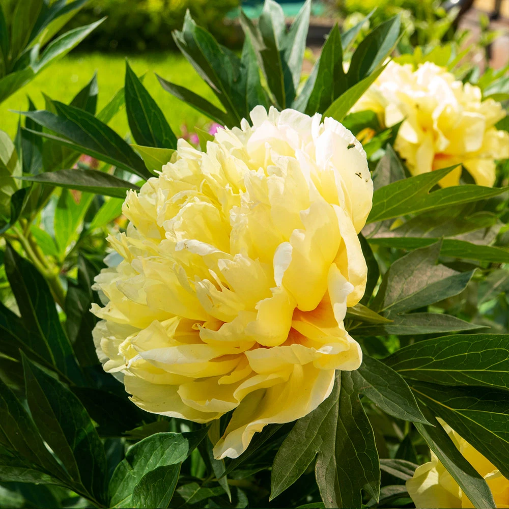 Brighter Blooms Bartzella Peony Shrubs & Hedges 2 Brighter Blooms Bartzella Peony Shrubs & Hedges