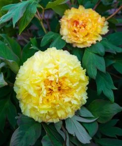 Brighter Blooms Bartzella Peony Shrubs & Hedges 7 Brighter Blooms Bartzella Peony Shrubs & Hedges