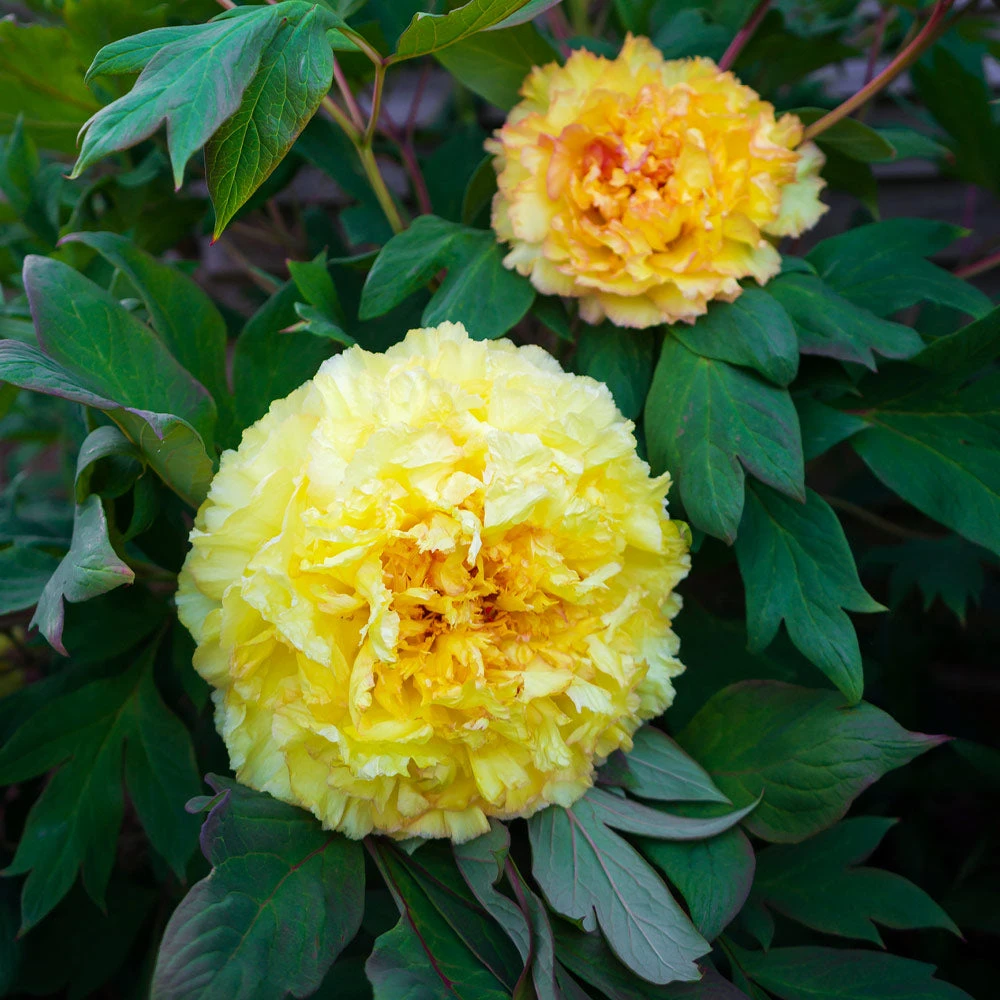 Brighter Blooms Bartzella Peony Shrubs & Hedges 3 Brighter Blooms Bartzella Peony Shrubs & Hedges