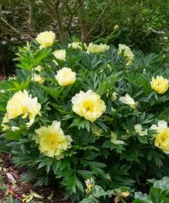 Brighter Blooms Bartzella Peony Shrubs & Hedges 8 Brighter Blooms Bartzella Peony Shrubs & Hedges