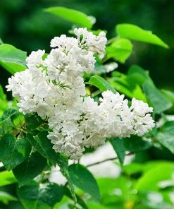 Brighter Blooms Ivory Silk Japanese Lilac Tree Shrubs & Hedges 6 Brighter Blooms Ivory Silk Japanese Lilac Tree Shrubs & Hedges