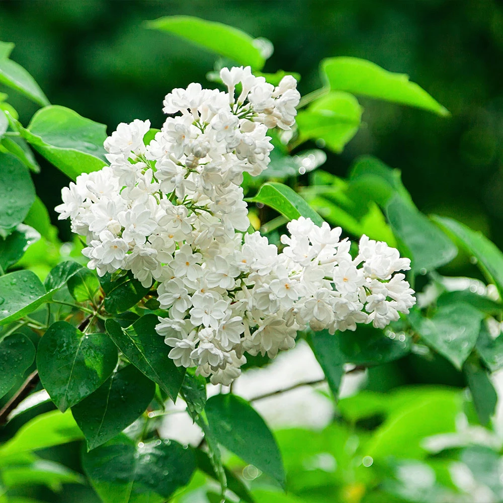 Brighter Blooms Ivory Silk Japanese Lilac Tree Shrubs & Hedges 3 Brighter Blooms Ivory Silk Japanese Lilac Tree Shrubs & Hedges