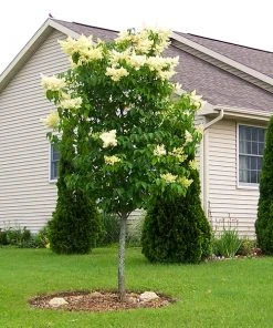 Brighter Blooms Ivory Silk Japanese Lilac Tree Shrubs & Hedges