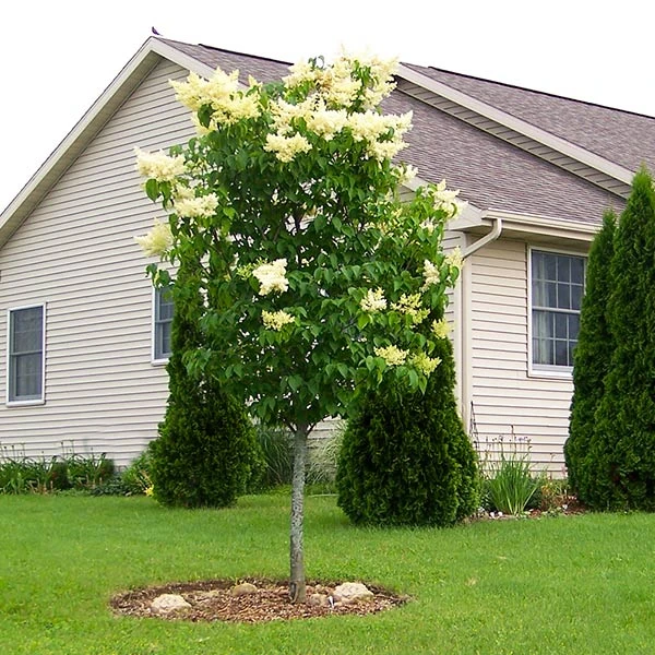 Brighter Blooms Ivory Silk Japanese Lilac Tree Shrubs & Hedges 1 Brighter Blooms Ivory Silk Japanese Lilac Tree Shrubs & Hedges