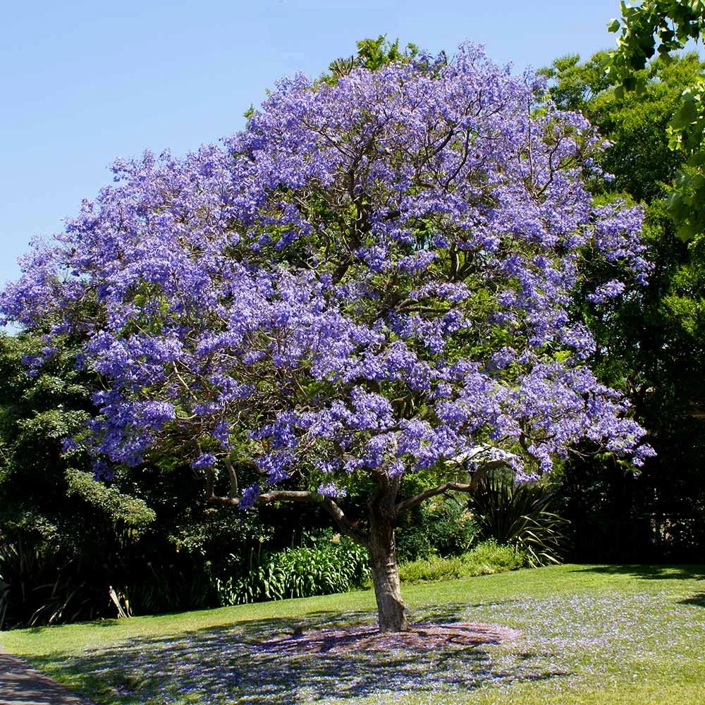 Brighter Blooms Jacaranda Tree 1 Brighter Blooms Jacaranda Tree