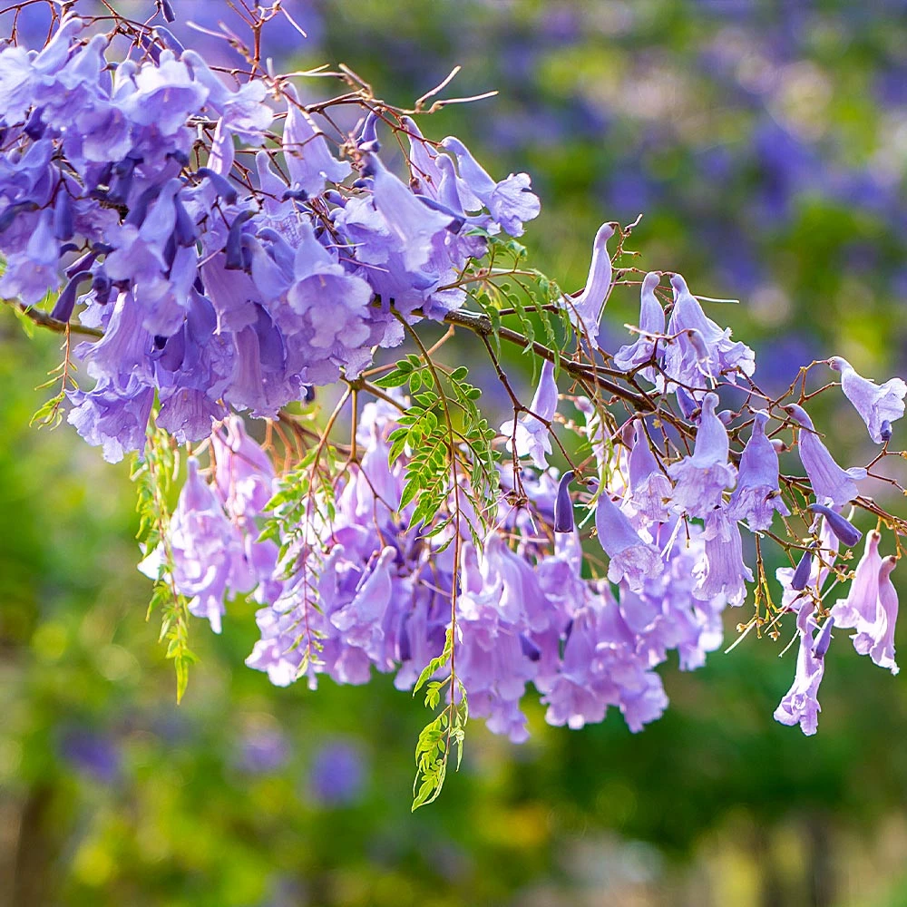 Brighter Blooms Jacaranda Tree 4 Brighter Blooms Jacaranda Tree