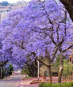 Brighter Blooms Jacaranda Tree 6 Brighter Blooms Jacaranda Tree