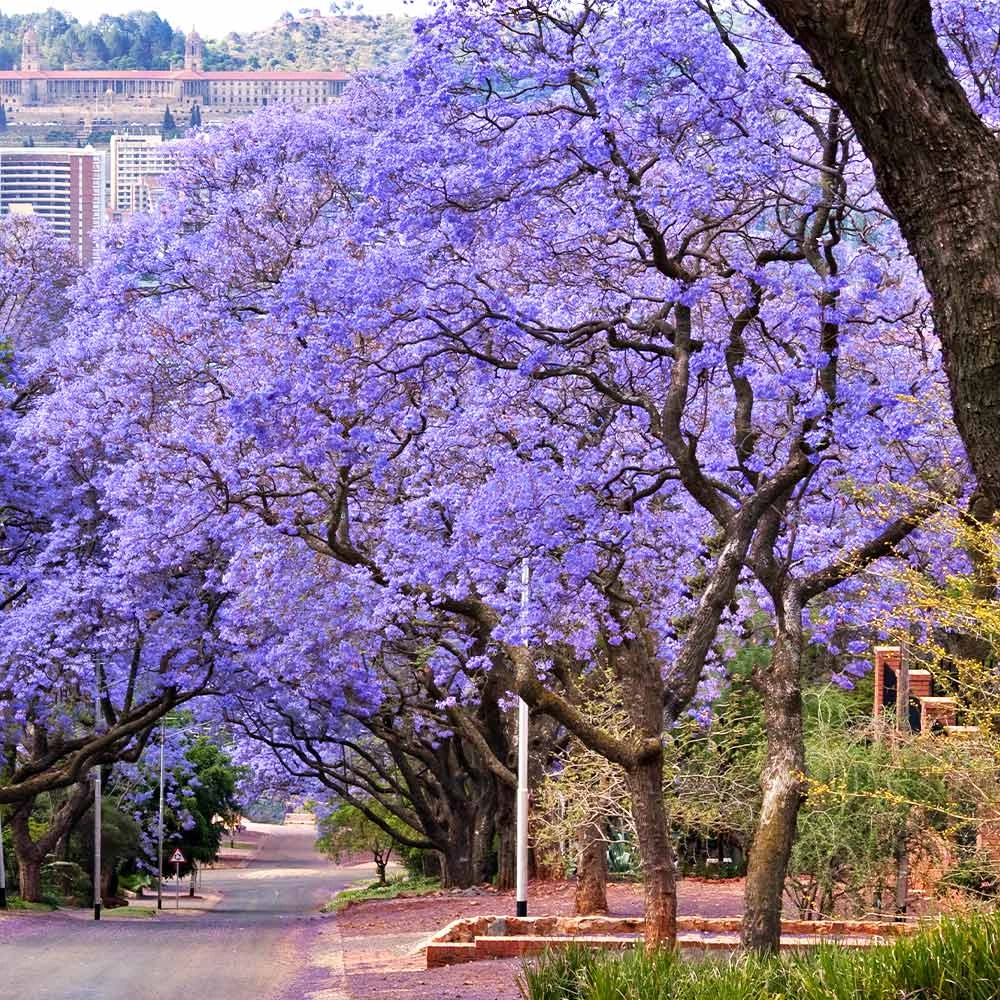 Brighter Blooms Jacaranda Tree 3 Brighter Blooms Jacaranda Tree