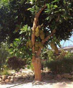 Brighter Blooms Jackfruit Tree Fruit Trees 7 Brighter Blooms Jackfruit Tree Fruit Trees