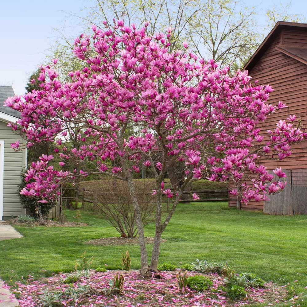Brighter Blooms Flowering Trees Jane Magnolia Tree 2 Brighter Blooms Flowering Trees Jane Magnolia Tree