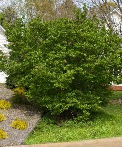 Brighter Blooms Flowering Trees Jane Magnolia Tree 9 Brighter Blooms Flowering Trees Jane Magnolia Tree