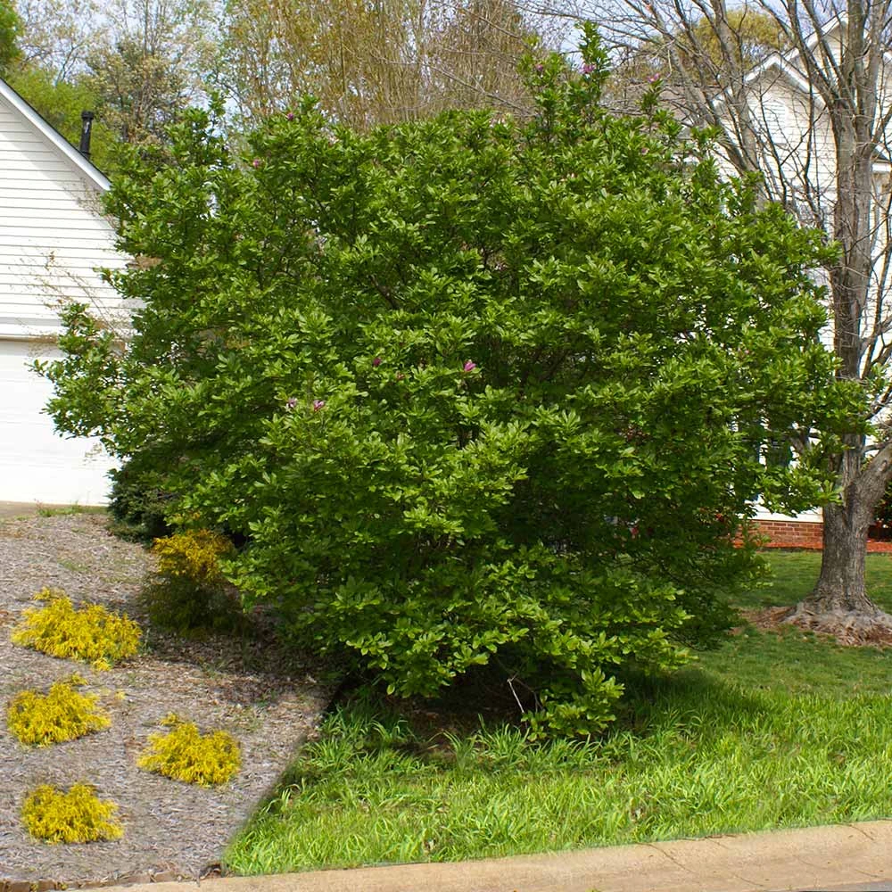 Brighter Blooms Flowering Trees Jane Magnolia Tree 5 Brighter Blooms Flowering Trees Jane Magnolia Tree