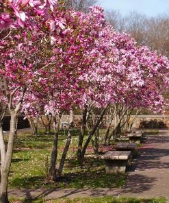 Brighter Blooms Flowering Trees Jane Magnolia Tree 8 Brighter Blooms Flowering Trees Jane Magnolia Tree
