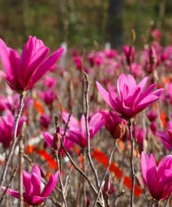 Brighter Blooms Flowering Trees Jane Magnolia Tree 7 Brighter Blooms Flowering Trees Jane Magnolia Tree