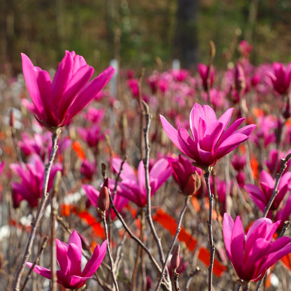 Brighter Blooms Flowering Trees Jane Magnolia Tree 3 Brighter Blooms Flowering Trees Jane Magnolia Tree