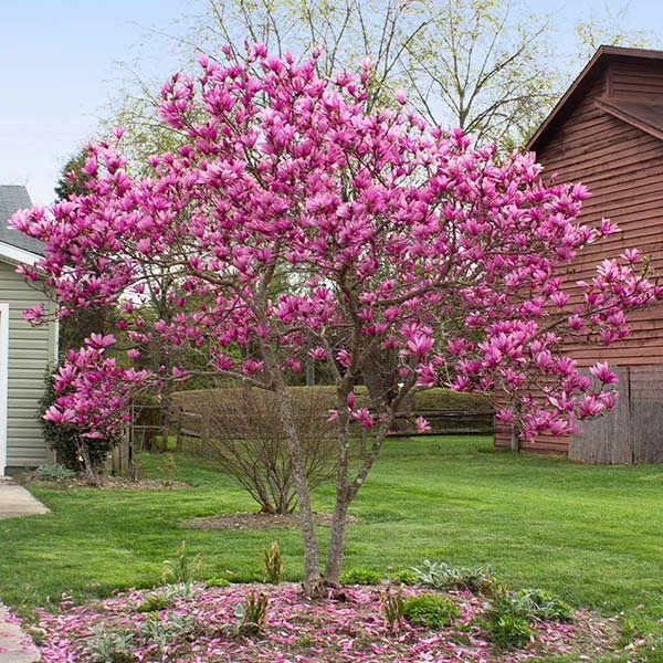 Brighter Blooms Flowering Trees Jane Magnolia Tree 1 Brighter Blooms Flowering Trees Jane Magnolia Tree