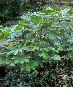 Brighter Blooms Japanese Aralia Plant 7 Brighter Blooms Japanese Aralia Plant
