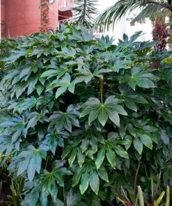 Brighter Blooms Japanese Aralia Plant 6 Brighter Blooms Japanese Aralia Plant