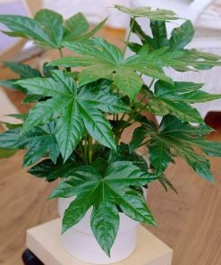 Brighter Blooms Japanese Aralia Plant