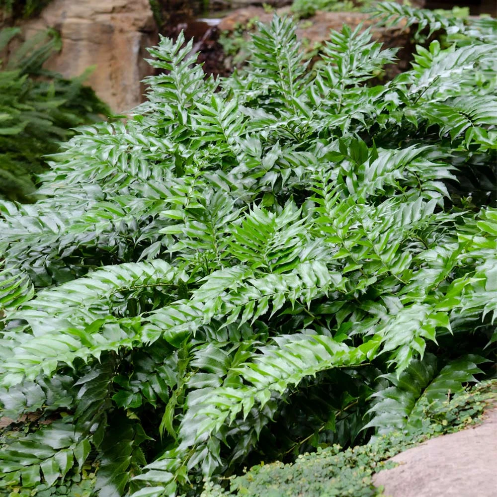 Brighter Blooms Holly Fern Plant 4 Brighter Blooms Holly Fern Plant